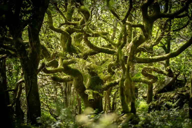 Rewilding Rainforest at Wild Hamatethy