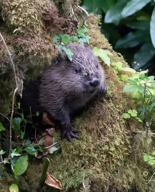 Wild-Hamatethy-Beaver-121