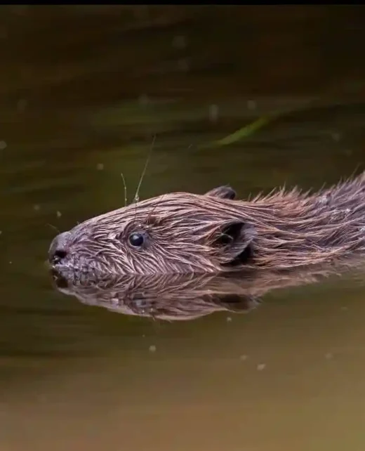Wild-Hamatethy-Beaver+Watching-002