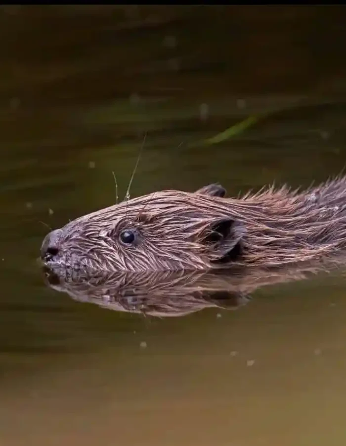 Wild-Hamatethy-Beaver+Watching-002