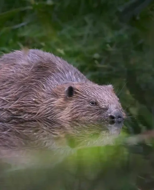 Wild-Hamatethy-Beaver_ANL_4939-007