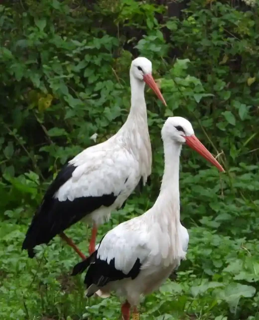 Wild-Hamatethy-DSCN2157-008