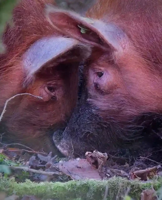 Wild-Hamatethy-DSC_5342_DxO 1aj-014