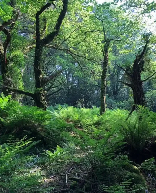 Wild-Hamatethy-Forest Walks-128