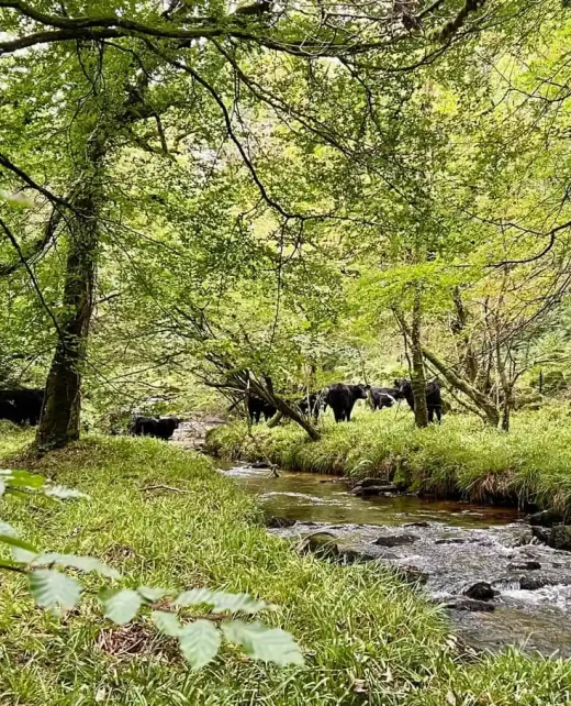 Wild-Hamatethy-Woodland Cattle