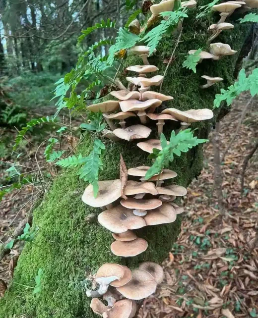 Wild-Hamatethy-IMG_7866-039