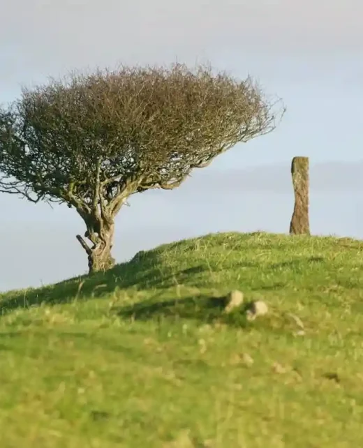 Wild-Hamatethy-Nature-138