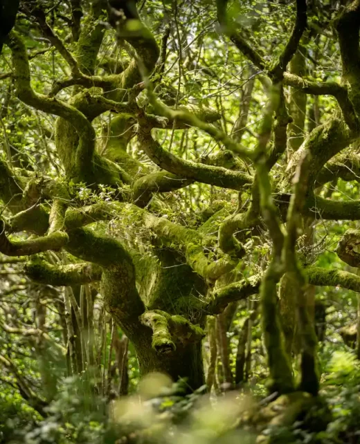 Rewilding Rainforest at Wild Hamatethy