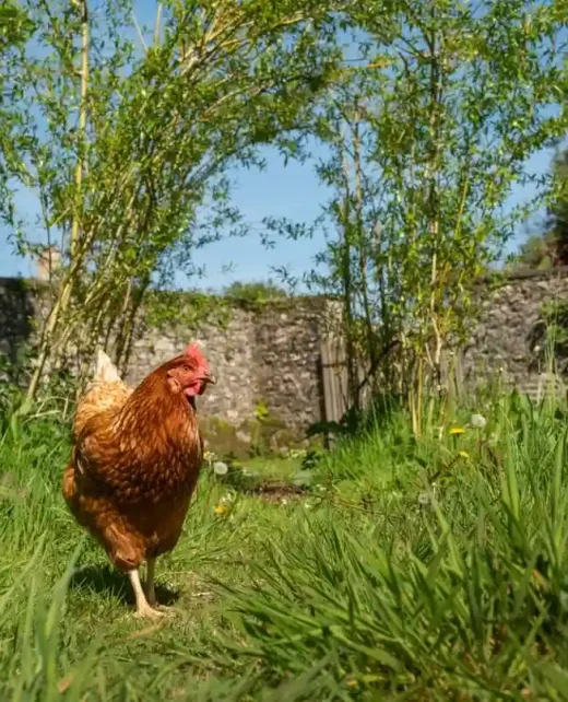 Wild-Hamatethy-TH-757-081