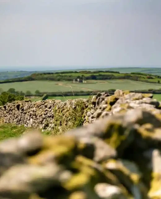 Wild-Hamatethy-TH-916-108