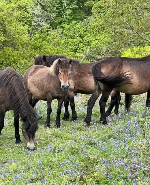 Wild-Hamatethy-Wild Ponies-150