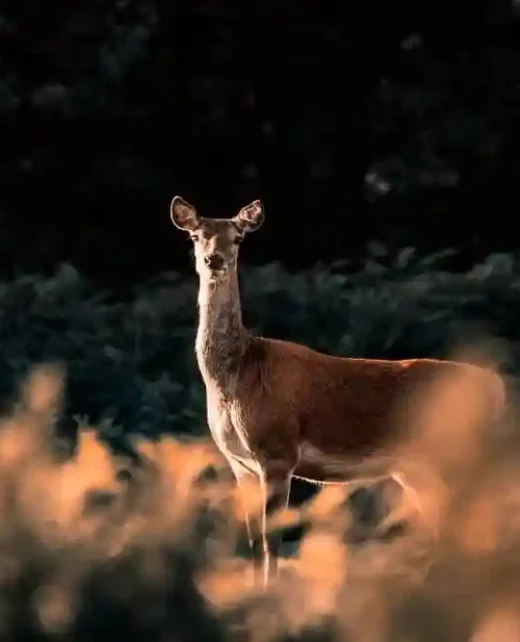 Wild-Hamatethy-image-asset-005